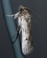 Melitara subumbrella