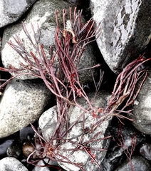 Furcellaria lumbricalis