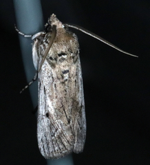 Melitara subumbrella