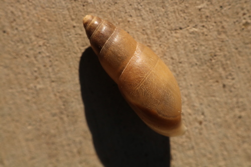 Euglandina texasiana, 2020-10-21