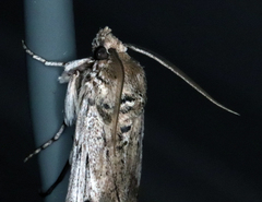 Melitara subumbrella