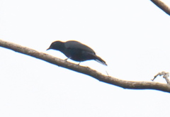 Analisoma coerulescens