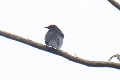 Analisoma coerulescens