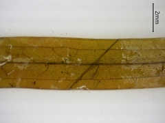 Potamogeton epihydrus