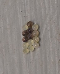 Pachycorinae