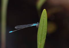 Acanthagrion gracile