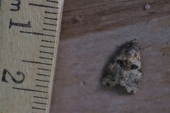 Cobubatha metaspilaris