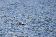 Tachybaptus ruficollis poggei