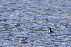 Tachybaptus ruficollis poggei