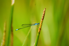 Acanthagrion gracile