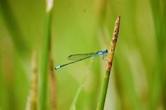 Acanthagrion gracile