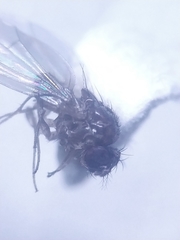 Drosophila testacea
