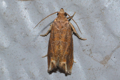 Epiblema strenuana