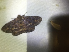Anisoneura zeuzeroides