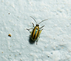 Amphelasma cavum