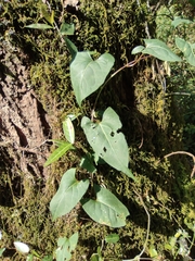 Reynoutria multiflora