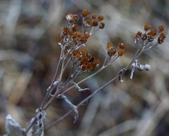 Achillea alpina camtschatica