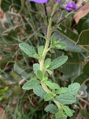 Jamesbrittenia grandiflora