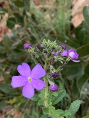 Jamesbrittenia grandiflora