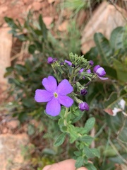 Jamesbrittenia grandiflora