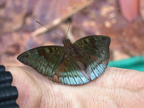 Euthalia monina Fabricius, 1787