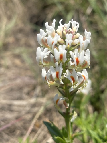 Hebenstretia comosa image