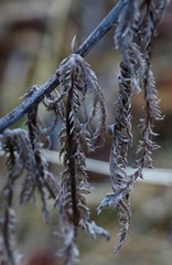 Achillea alpina camtschatica