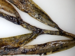 Potamogeton epihydrus