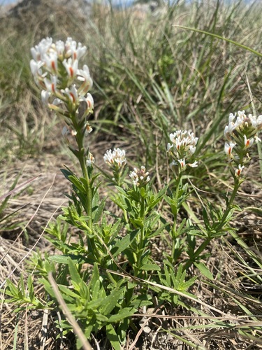 Hebenstretia comosa image