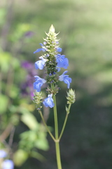 Salvia uliginosa