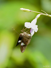 Notocrypta paralysos varians