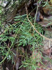 Asparagus ramosissimus