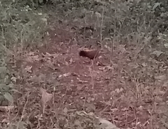 Galloperdix spadicea