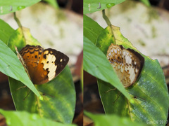 Cupha erymanthis lotis