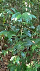 Cinnamomum subavenium