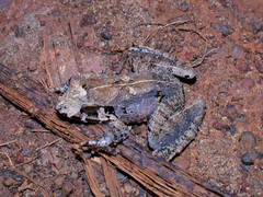 Limnonectes malesianus