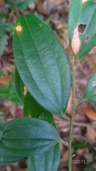 Cinnamomum subavenium