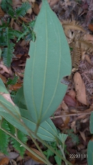 Cinnamomum subavenium