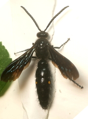 Laeviscolia frontalis