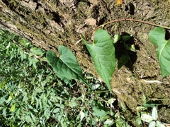 Reynoutria multiflora