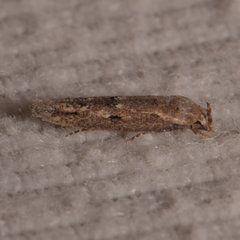 Mompha brevivittella