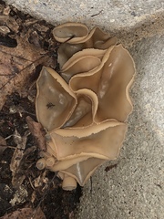 Peziza domiciliana