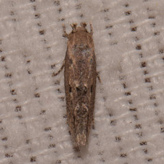 Mompha brevivittella