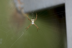 Argiope aetheroides