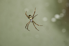 Argiope aetheroides
