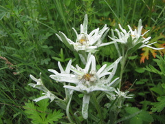 Leontopodium campestre