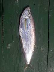 Pacific Longfin Herring photo 2