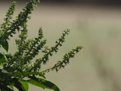 Ocimum gratissimum
