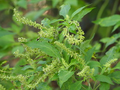 Ocimum gratissimum