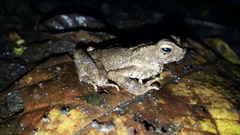 Ingerophrynus celebensis